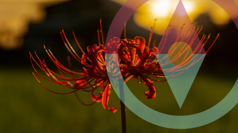 Today Is Selacia’s Equinox Global Meditation