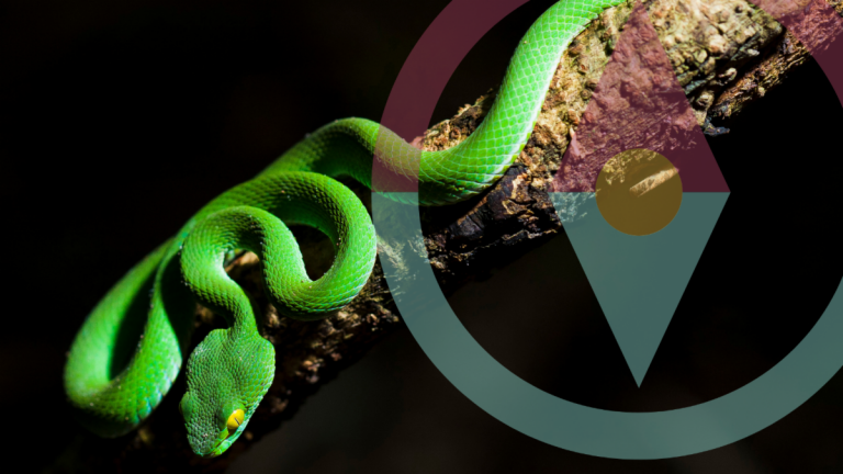 Welcome To Year Of The Wood Snake